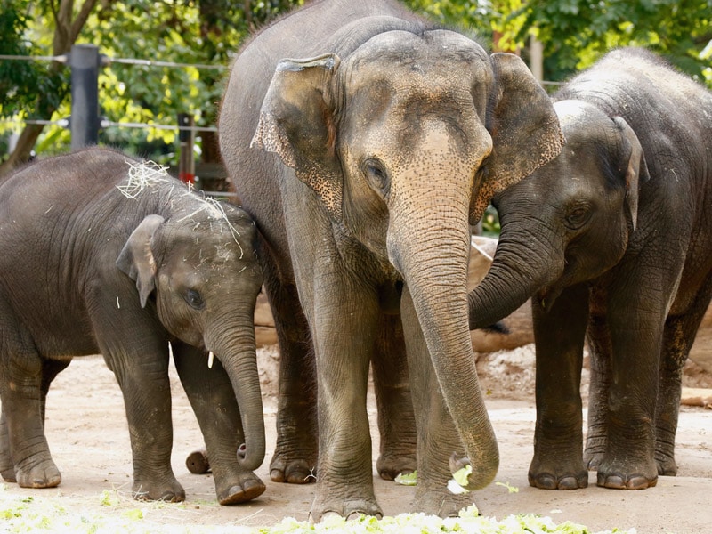 Zoos Victoria